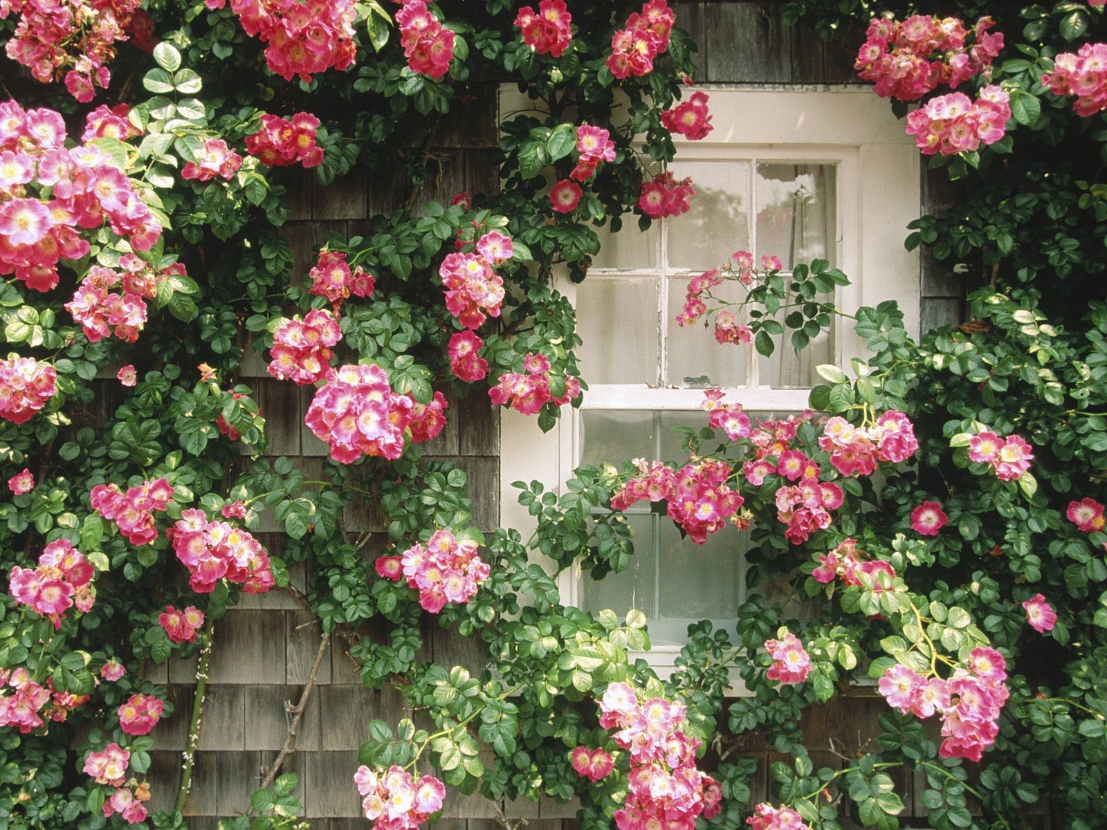 fenêtre mur de fleurs beauté