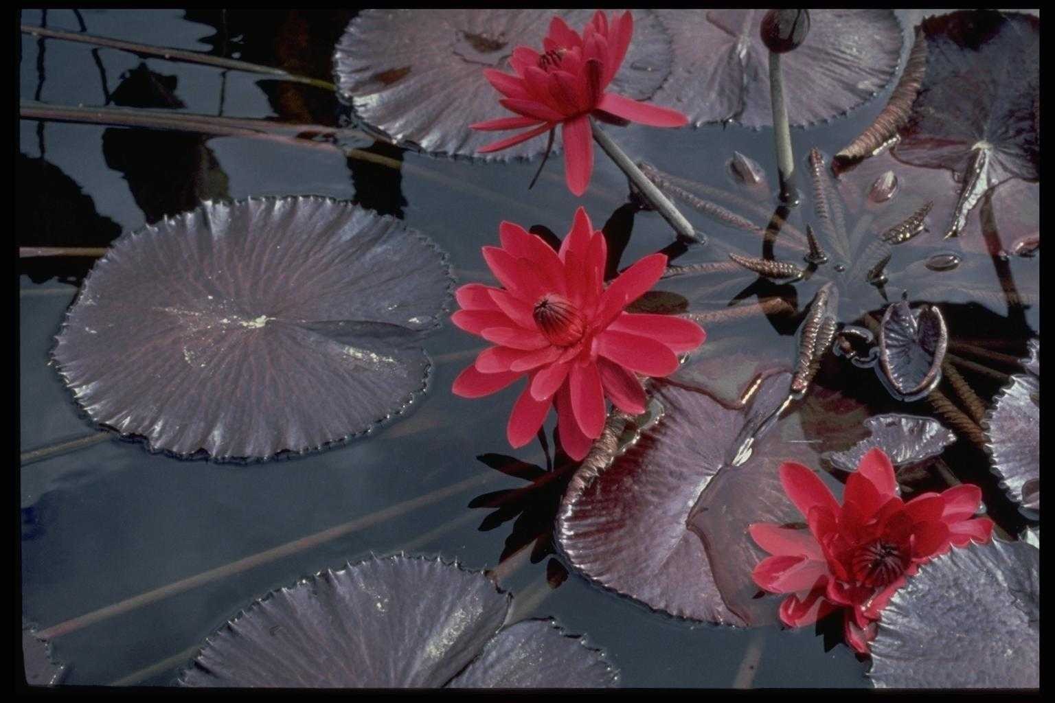 agua fondo oscuro flor de agua