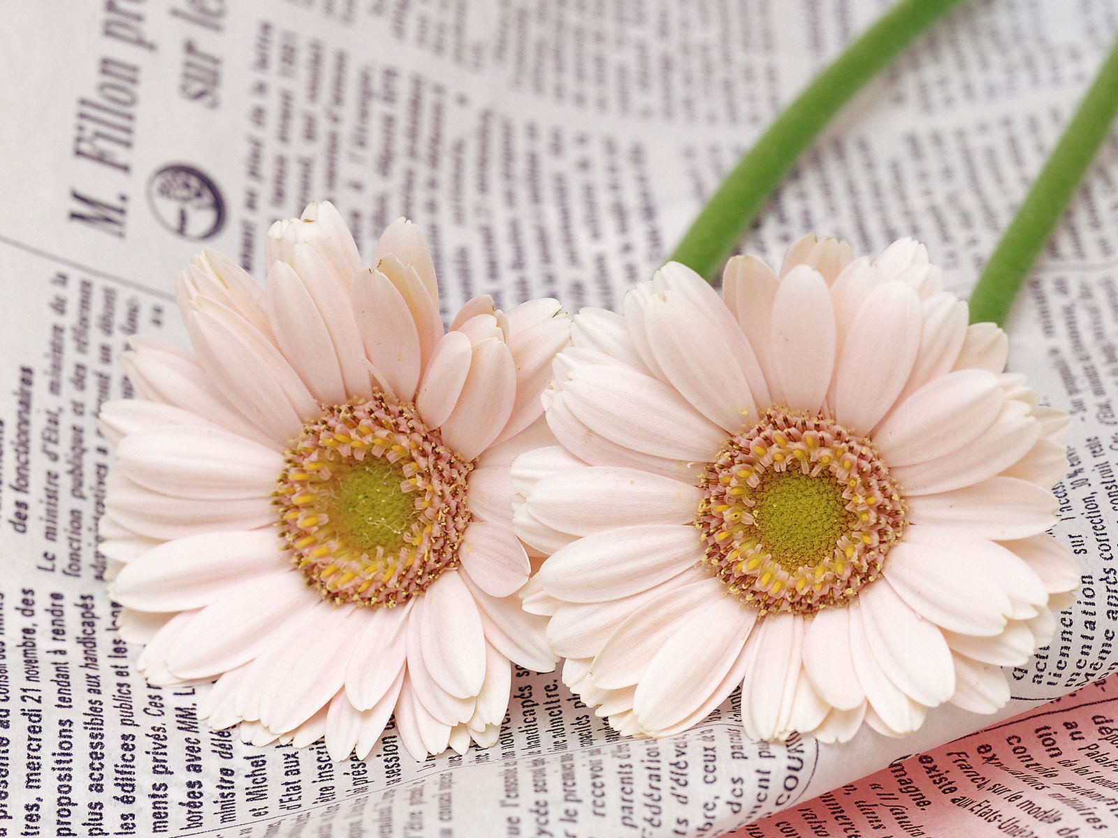 deux fleurs blanches journal gros plan