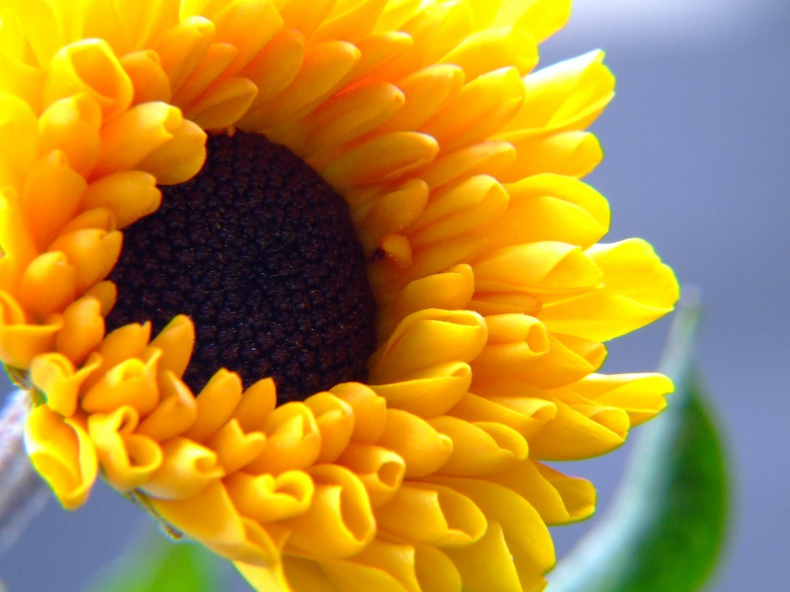 girasol semilla amarillo prioda