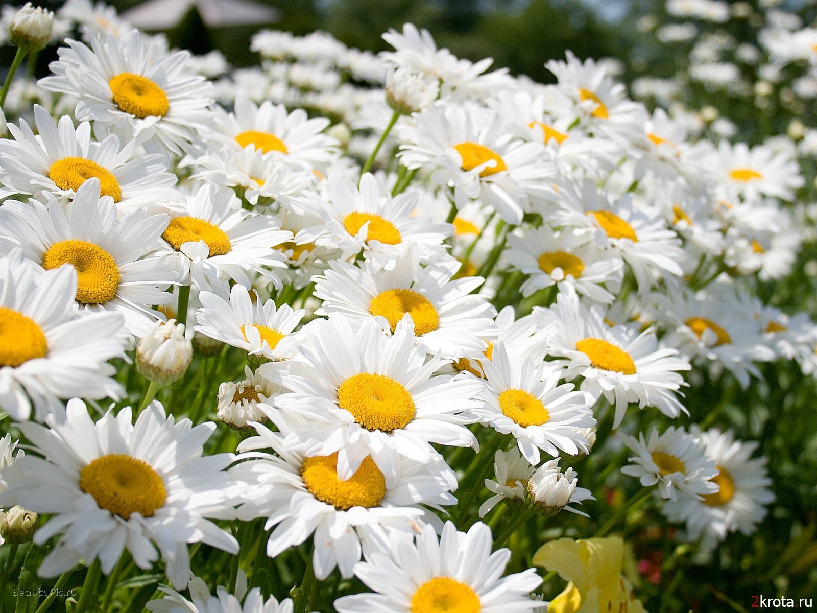 margaritas blanco flores verano brillante