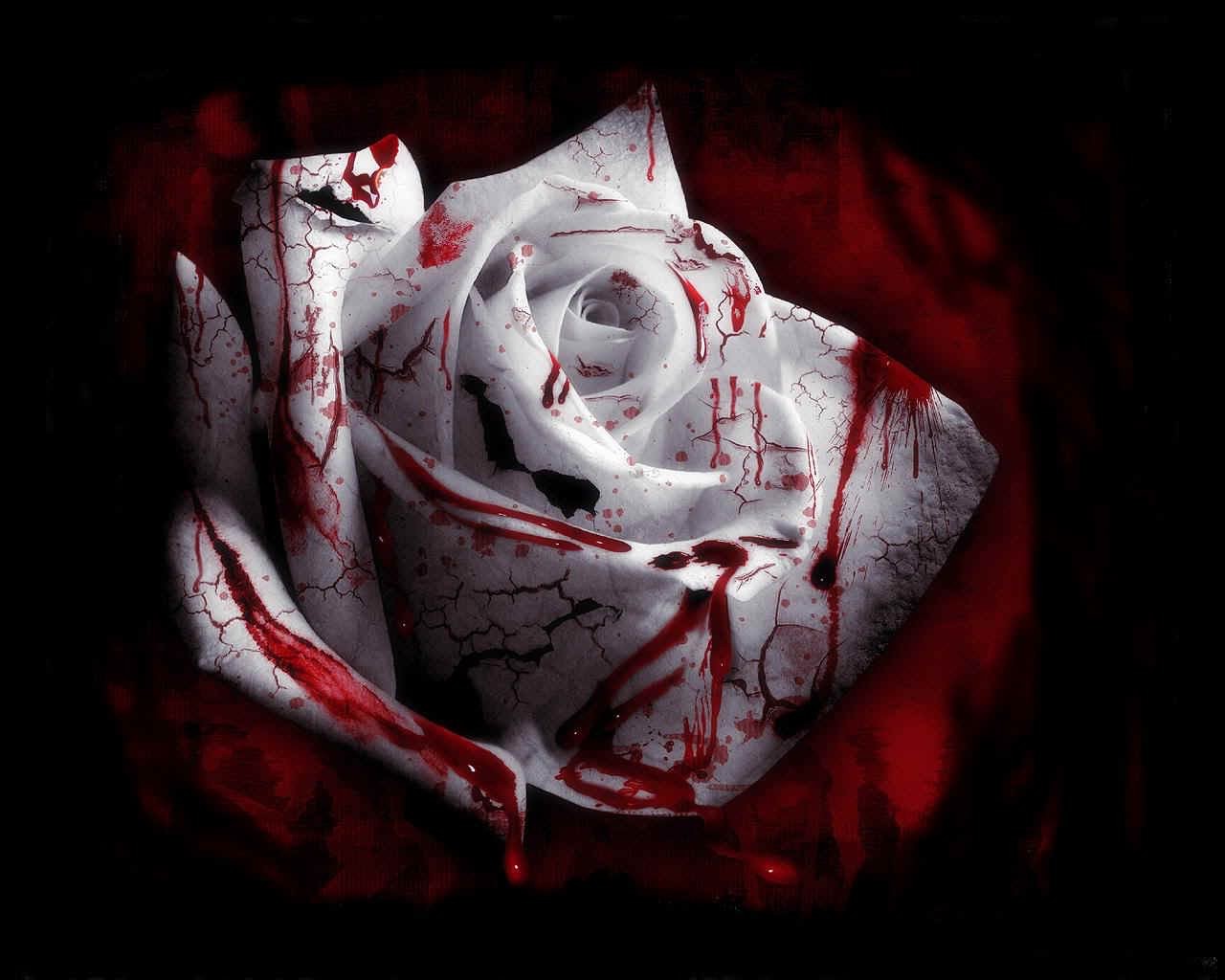 rose blood flower