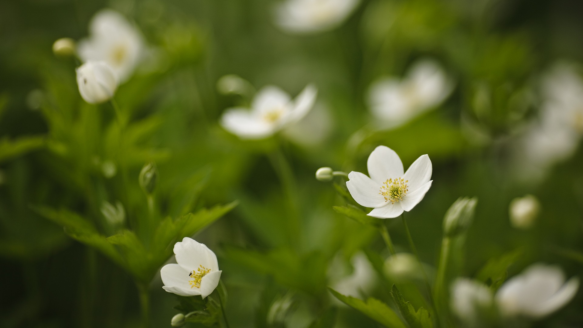 blanc fleurs vert herbe