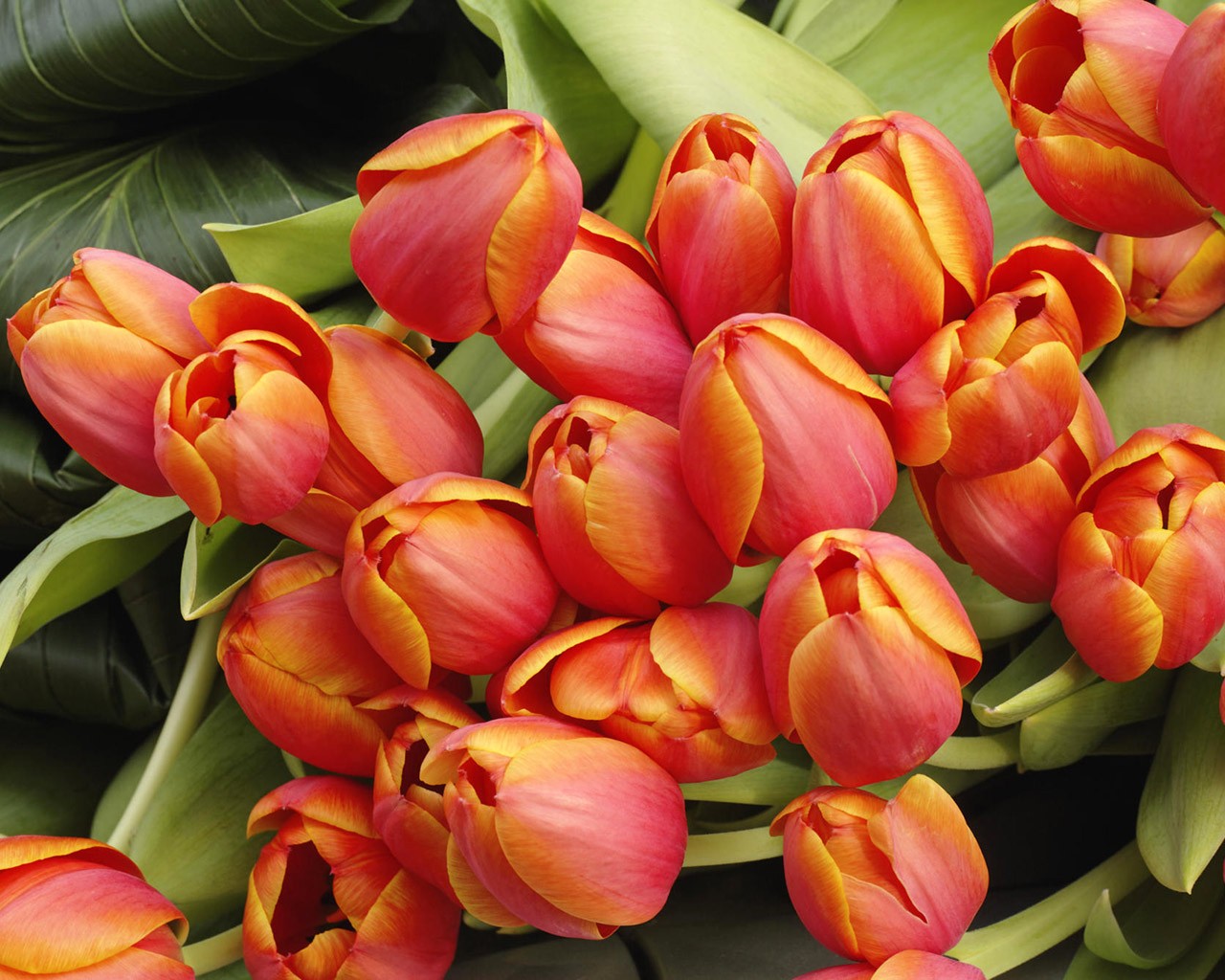 tulipani bouquet fiori