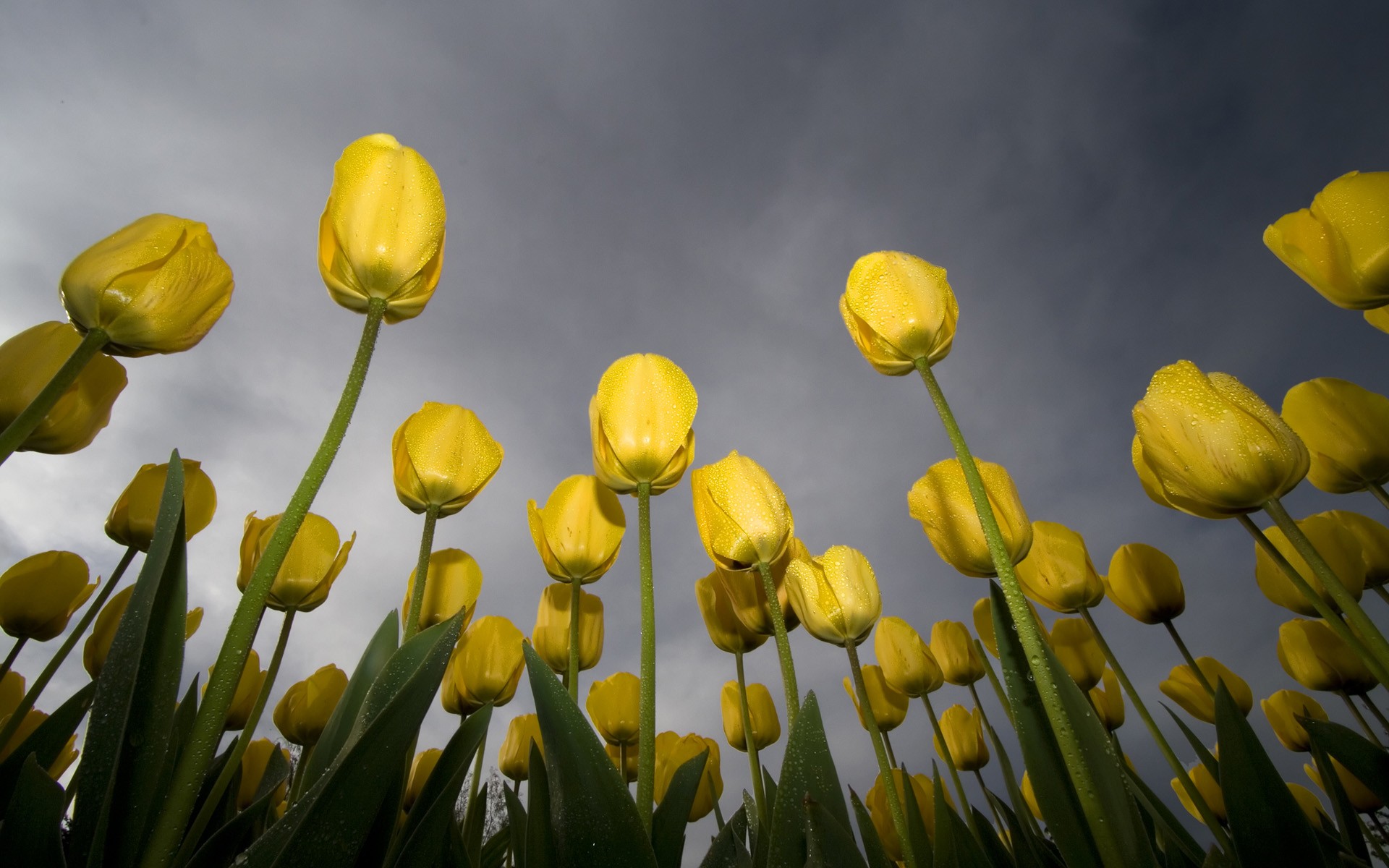 tulpen gelb tau himmel grün