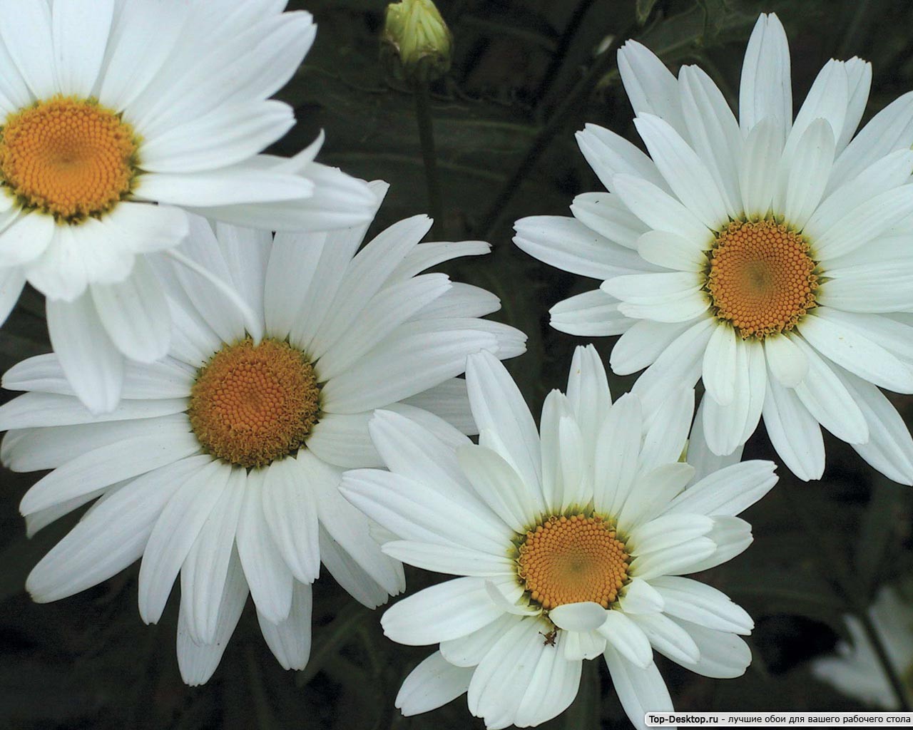 fleurs marguerites bonne chance