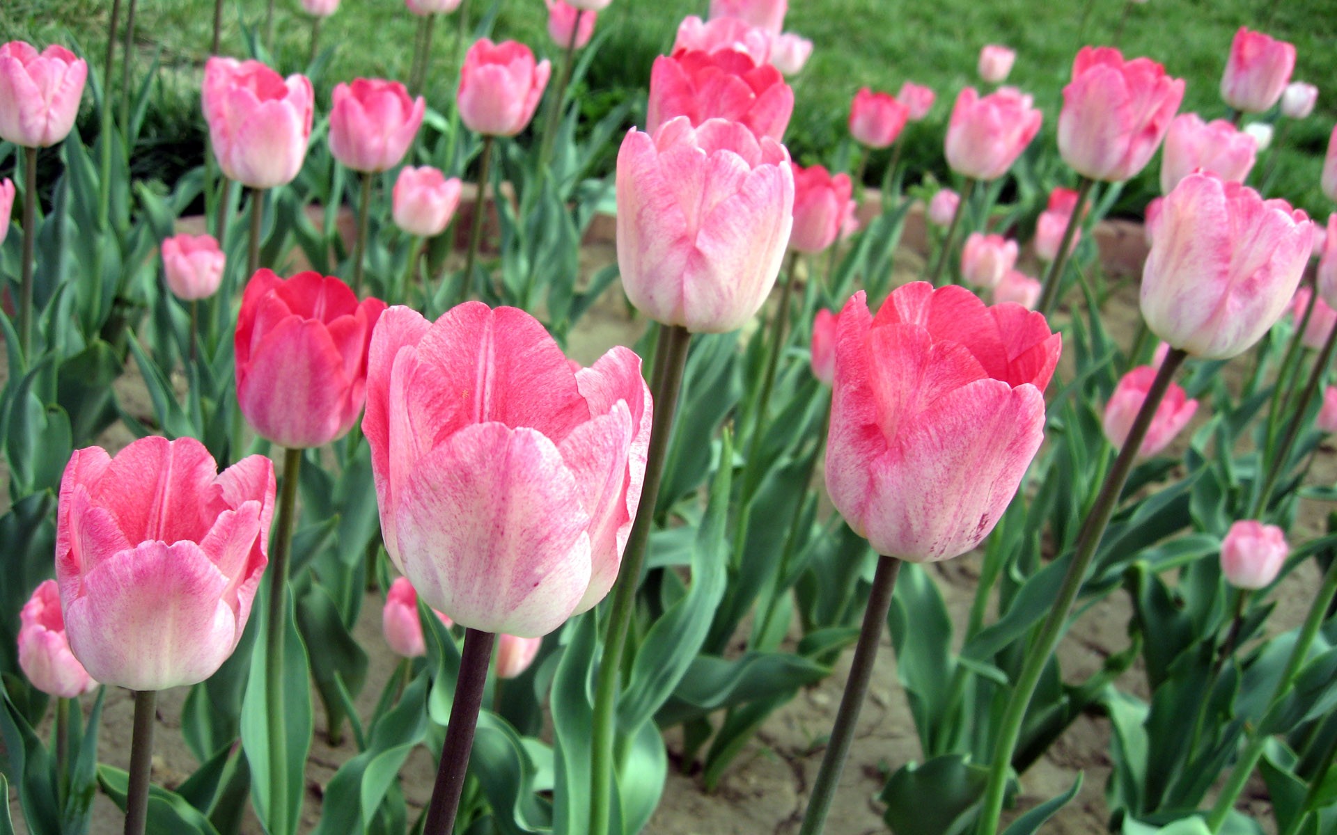 tulips pink a field of flower