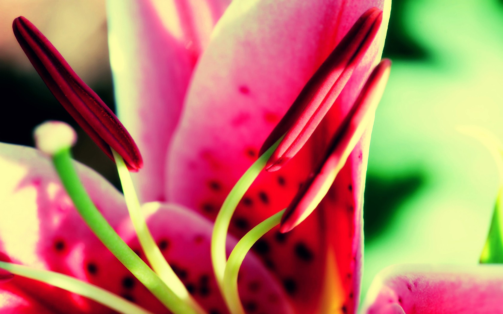 petals pink stamen