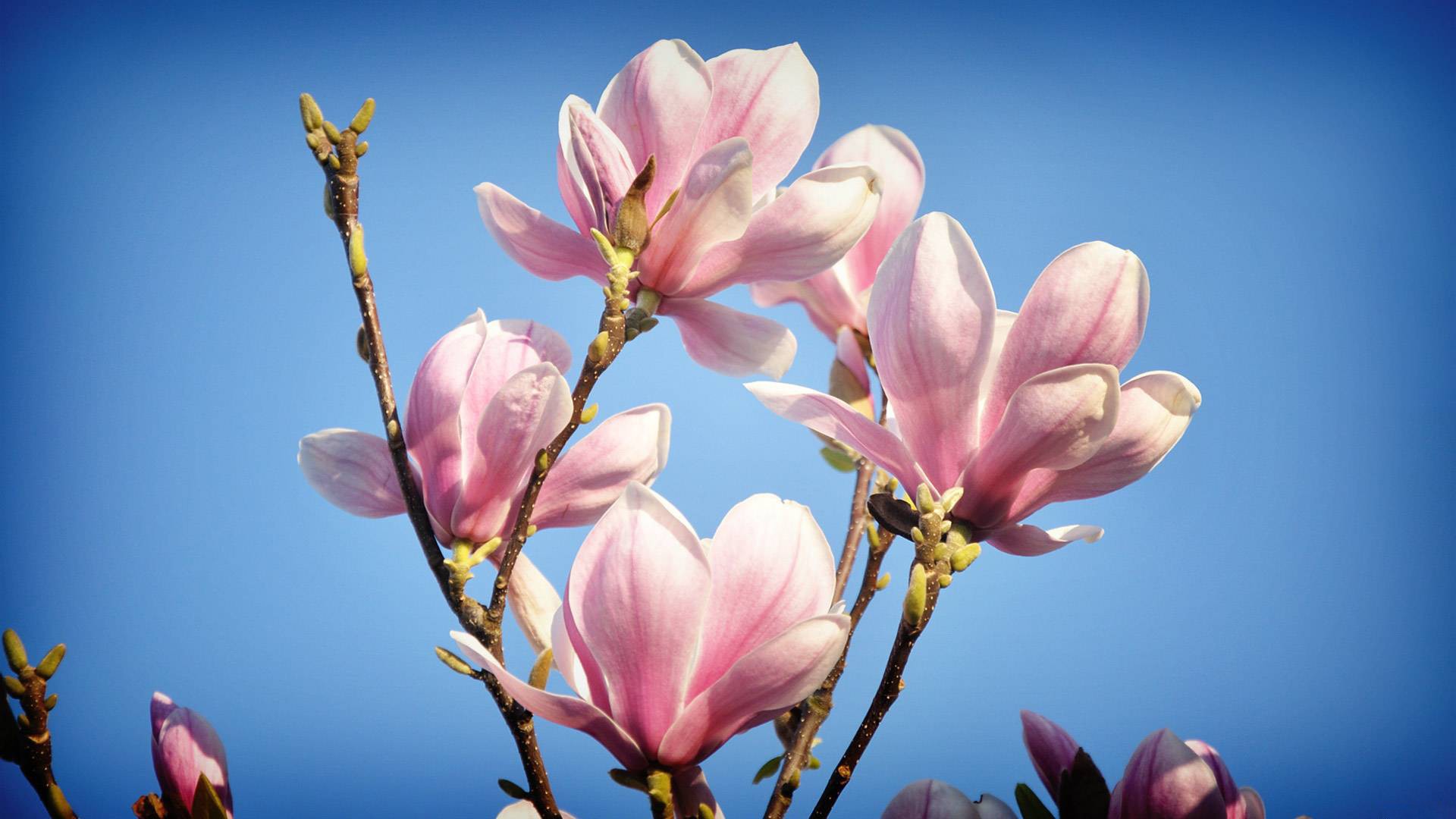 magnolias flores ramas