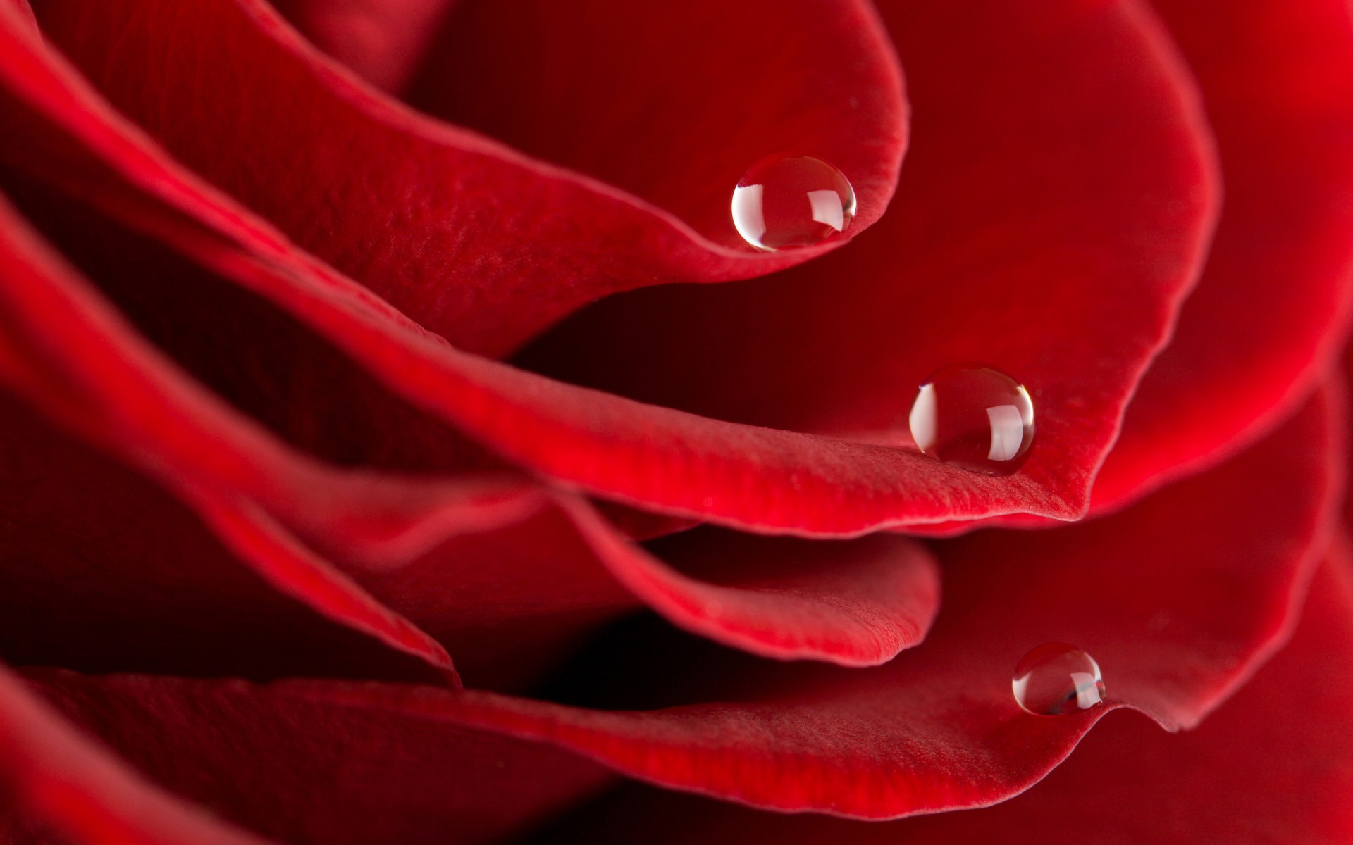 rose rosée gouttes pétales rouge