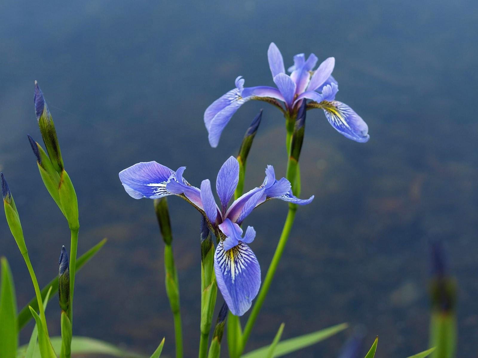 blumen lila wasser