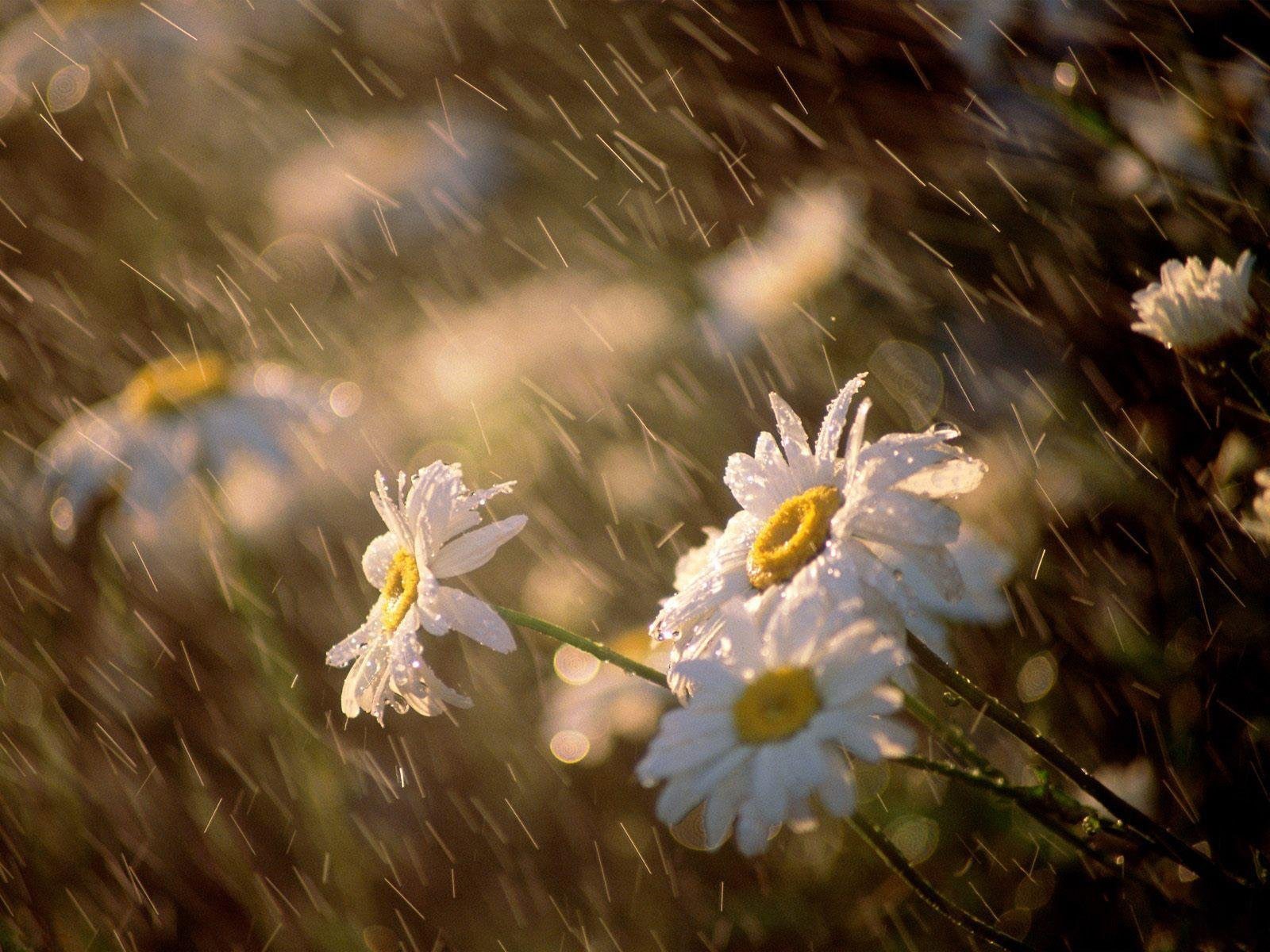 gänseblümchen blumen tropfen licht