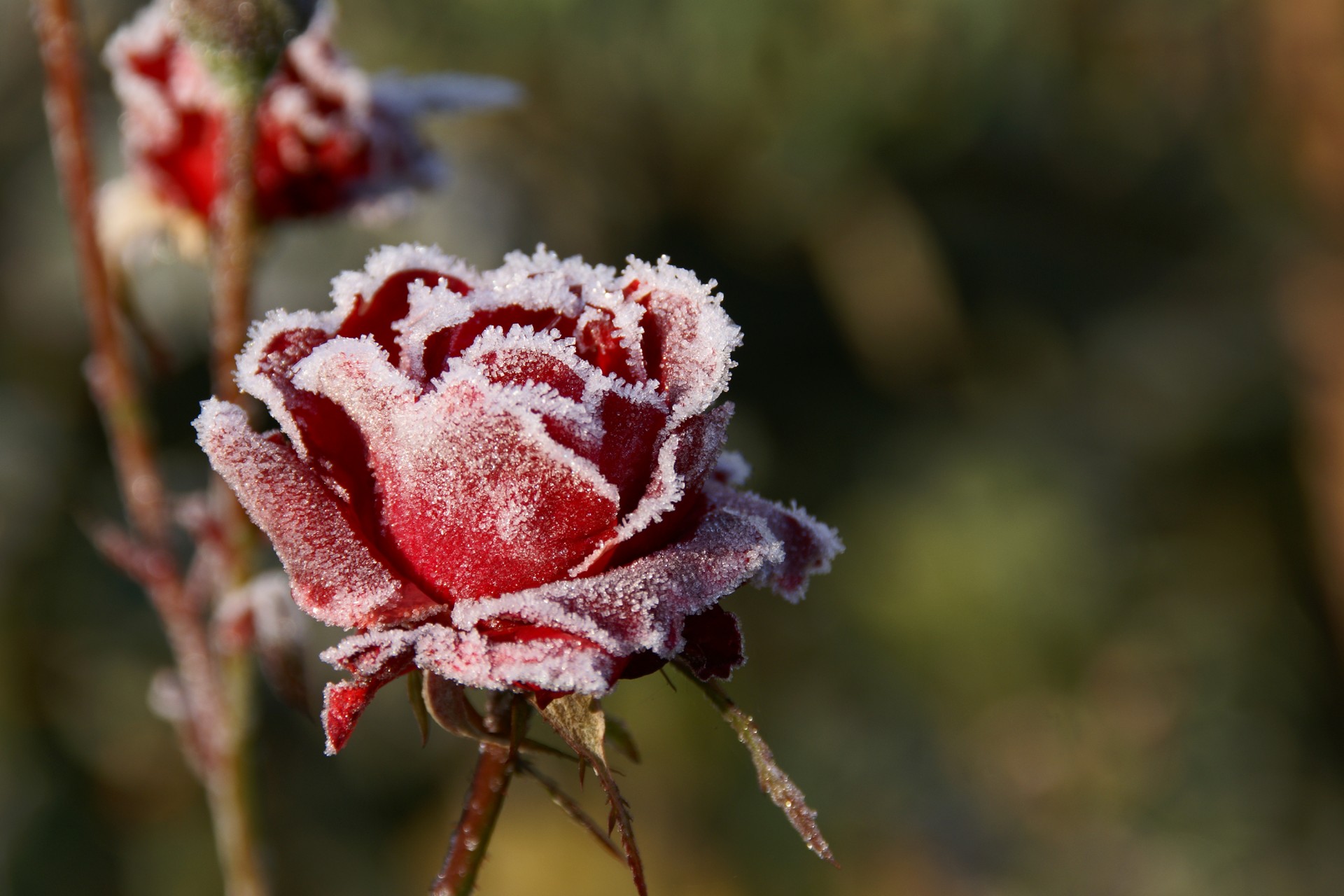 rosen frost kälte