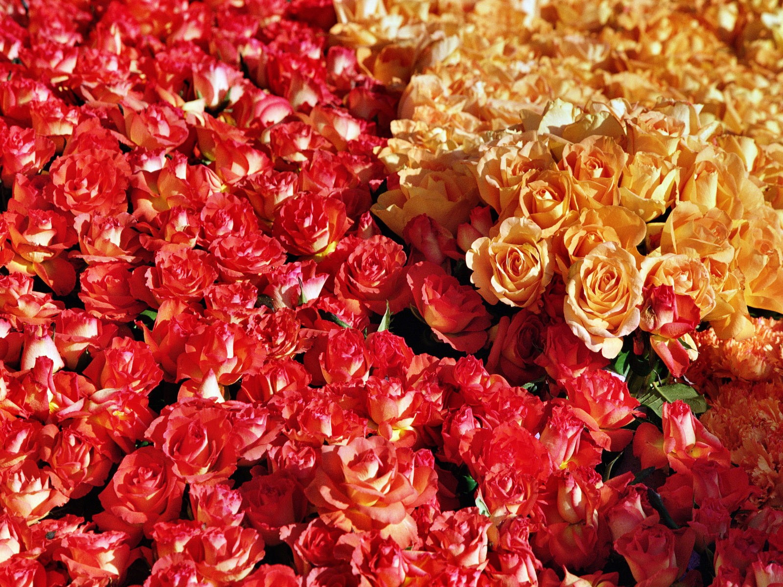 chrysanthemum flower flower carpet