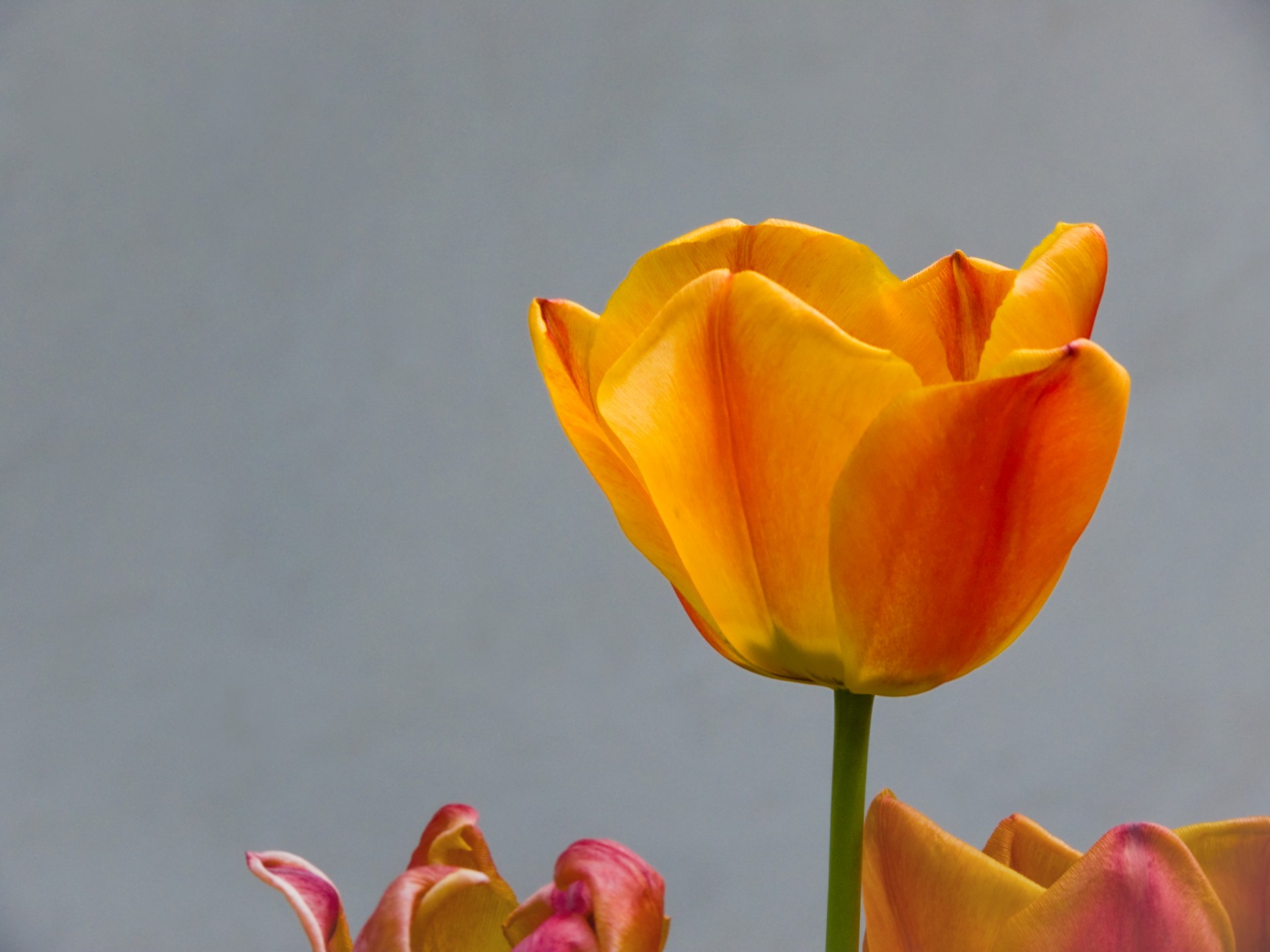 tulips flower march 8