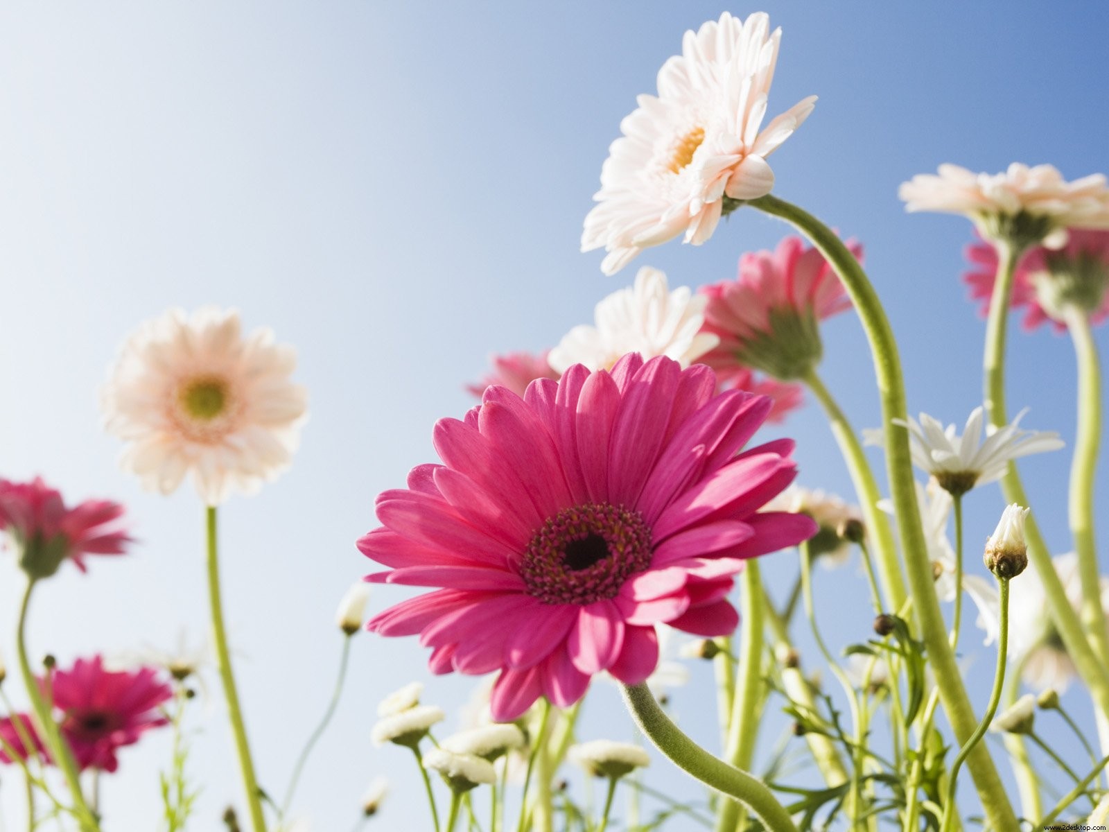 fiori gerbere cielo giornata di sole