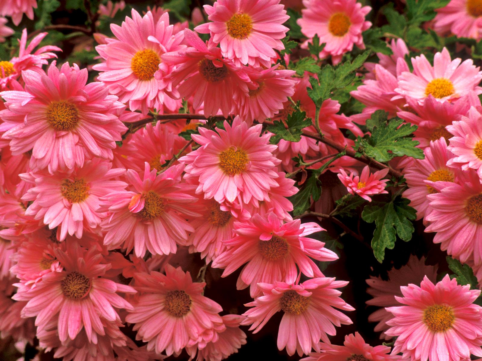 blumen chrysanthemen hintergrund