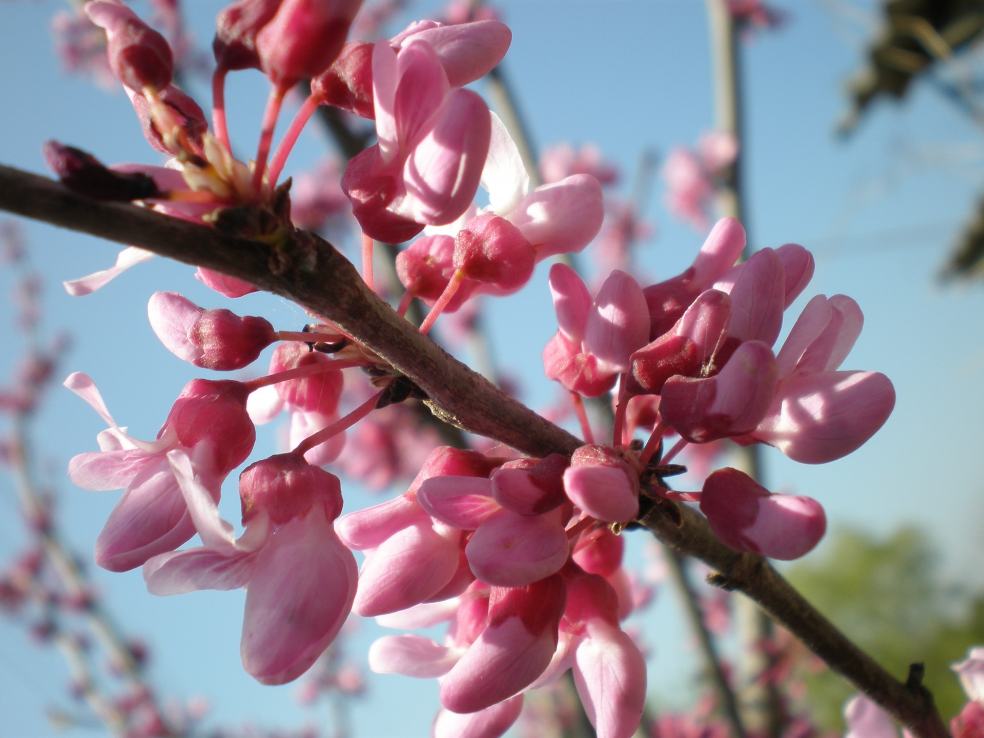 zweig rosa himmel frühling