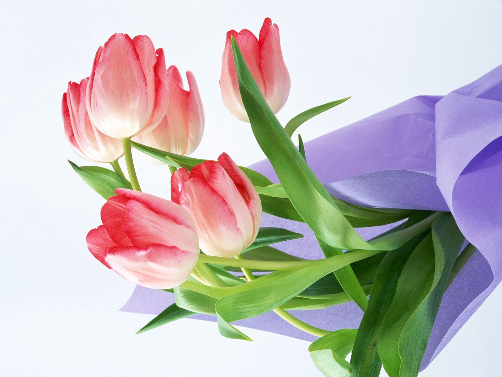 tulipani bouquet fiori