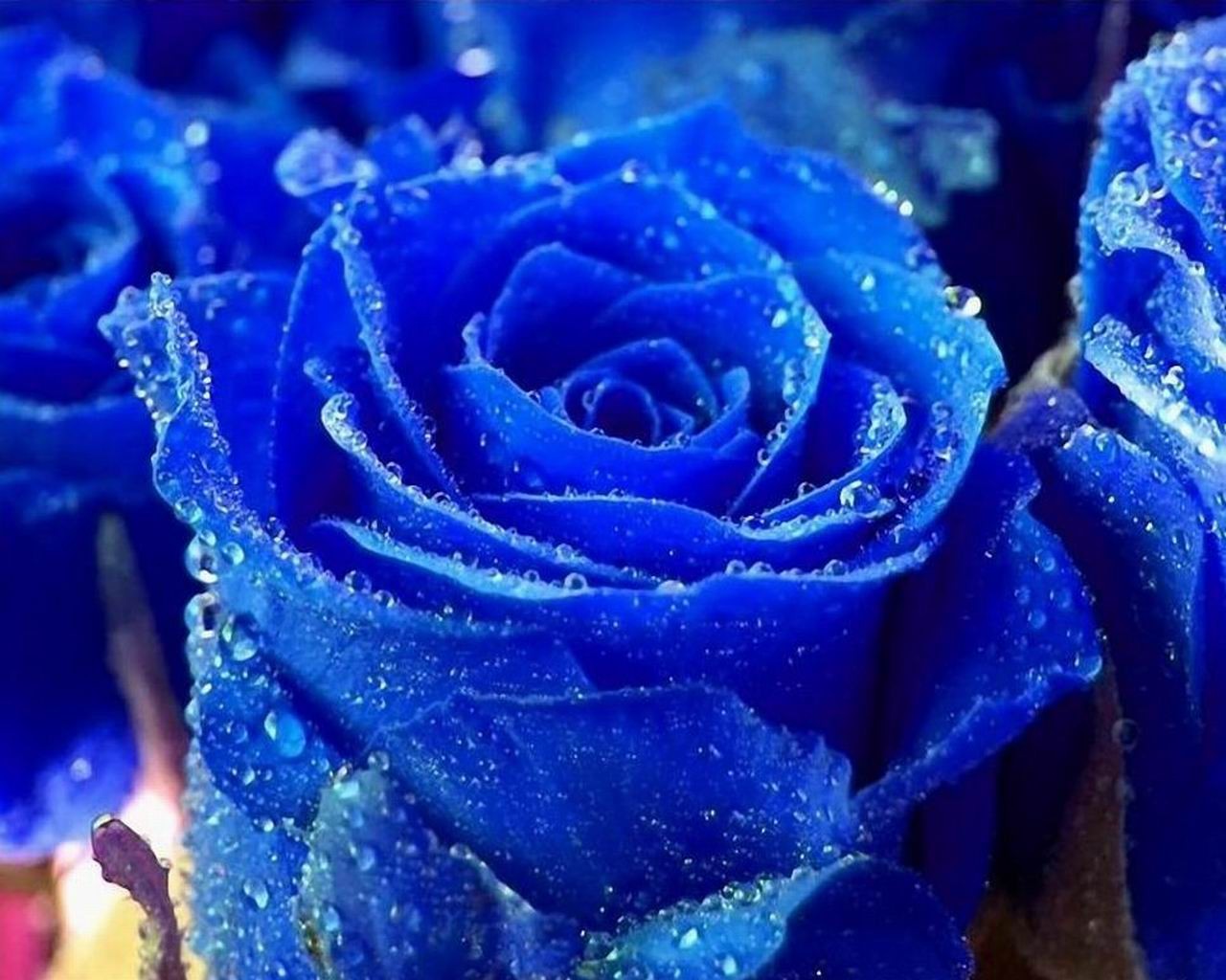 roses blue drops rosa uncommon