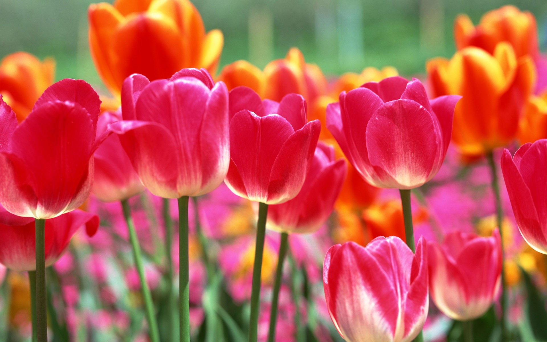 flower tulips spring