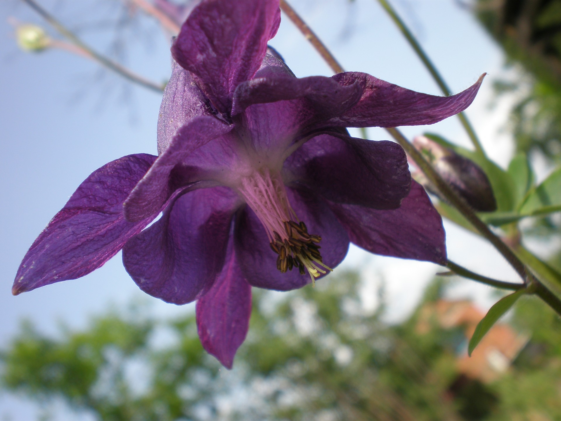 bell purple sky