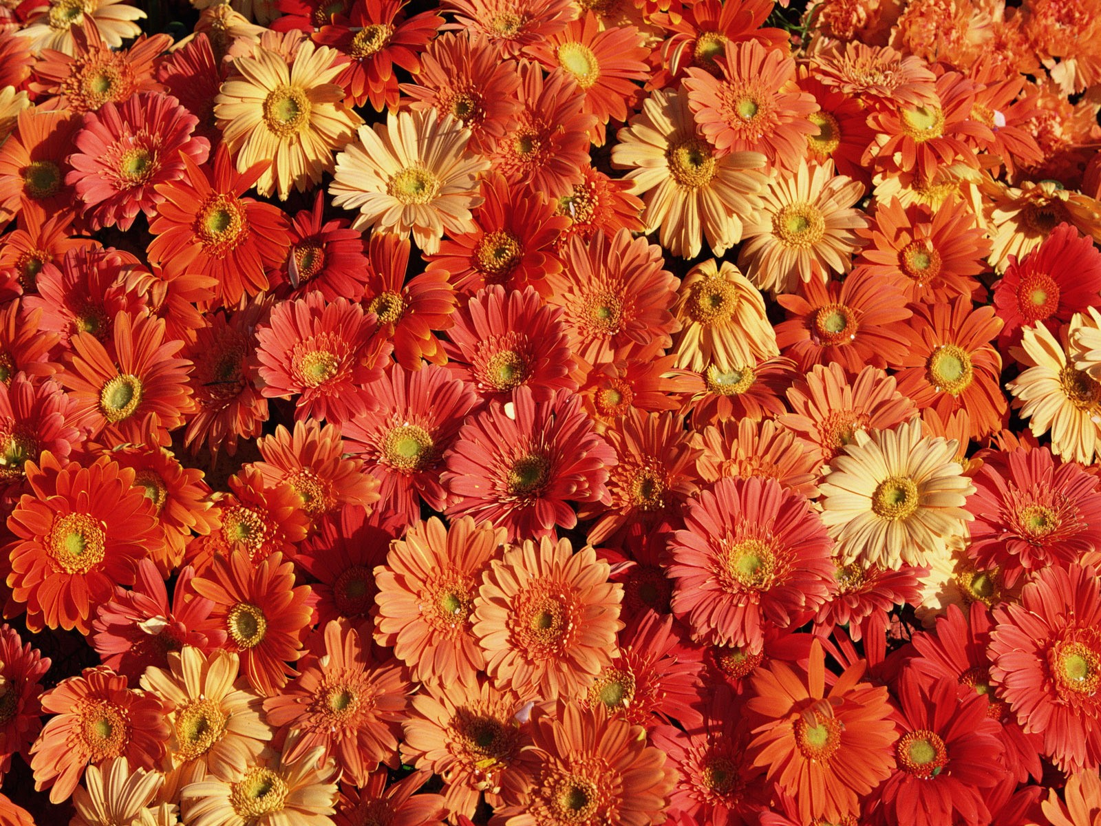 chrysanthemen blumenteppich schönheit