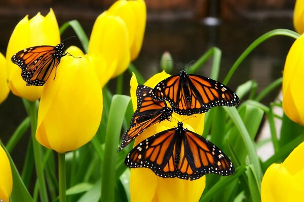 Las mariposas se sientan en tulipanes amarillos