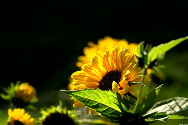 Sunflowers welcome a sunny morning