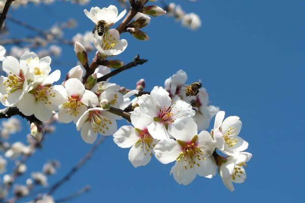 La primavera è arrivata la strada della primavera