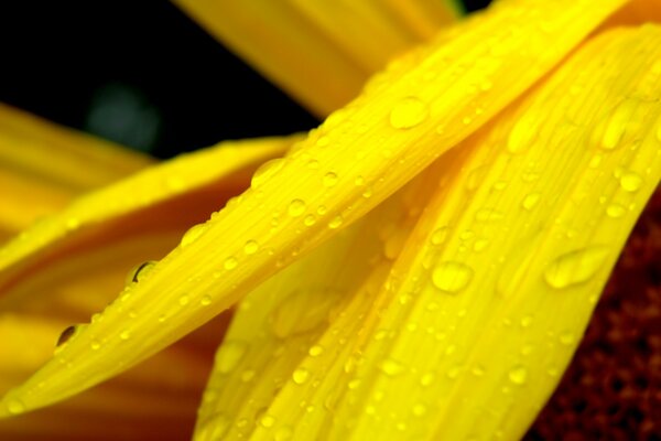 Tau auf den gelben Blütenblättern der Blume