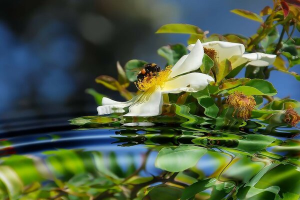 A bee on a rosehip flower in the reflection of water