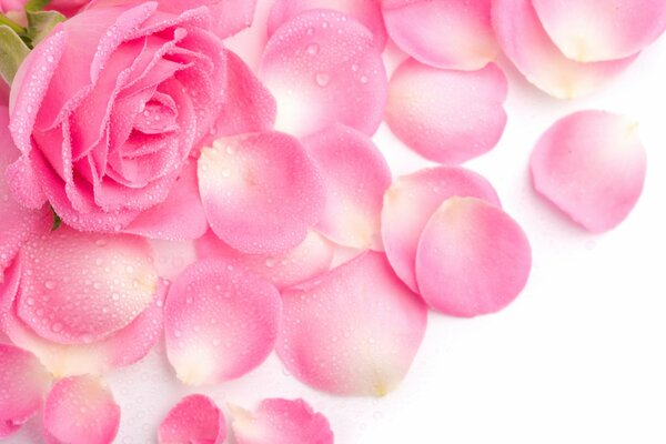 Pink rose petals on a white background