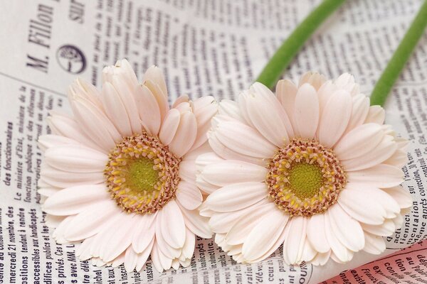 Two white flowers on a newspaper. Macro snapshot