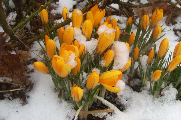 Flores amarillas en primavera en la nieve