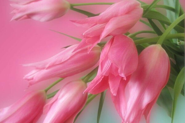 Spring bouquet of refined tulips