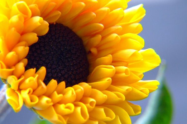 Tournesol lumineux. Photo de près