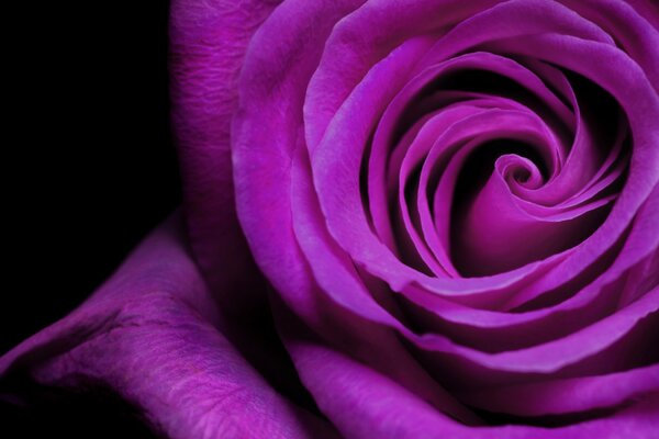 Large purple rose bud