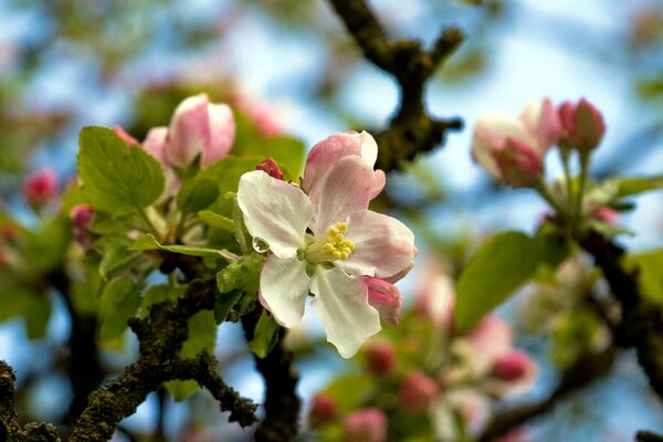 Hermoso árbol en flor en primavera