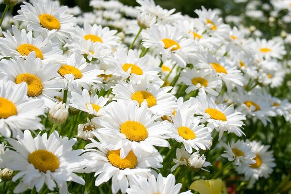 Pré avec Marguerite blanche journée ensoleillée sur fond vert bouquet de roses rouges et roses