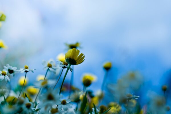 Petites fleurs de Prairie sur une tige haute