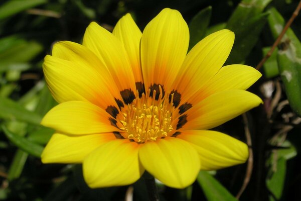 Flor amarilla en la naturaleza