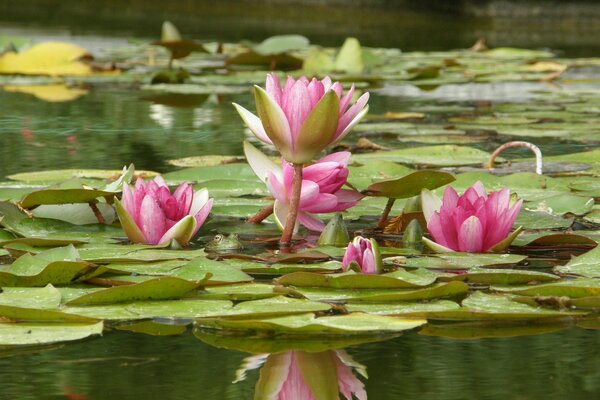 Lotusblüte im Teich