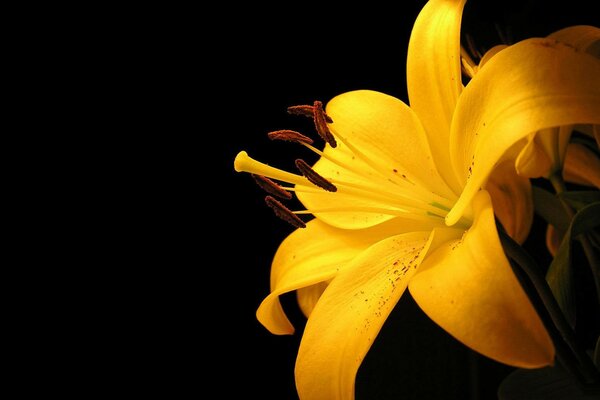 Yellow lily on a dark background