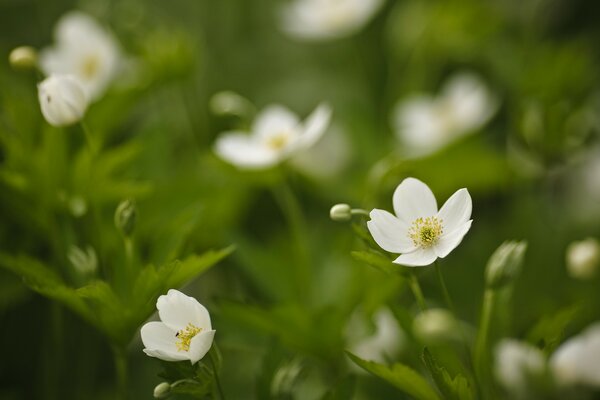 Weiße Blumen auf grünem Gras Hintergrund