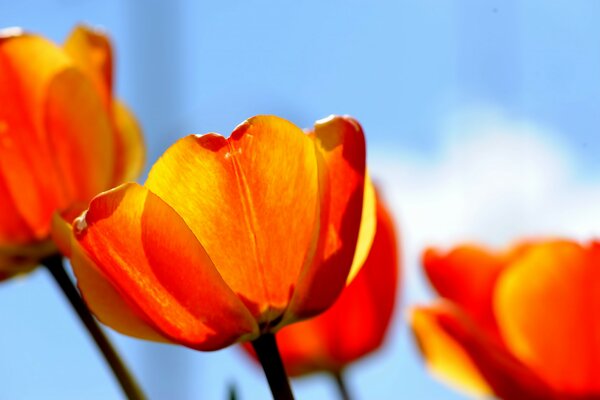 Rote Tulpen auf einem blauen Himmelshintergrund