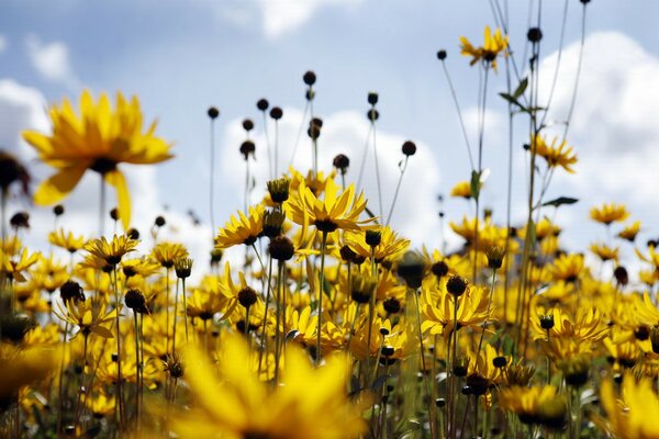 Morning summer field of daisies