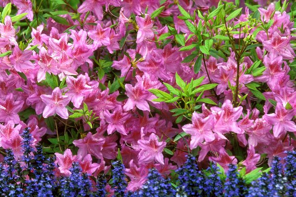 Helle Blumen im Garten für die Hecke