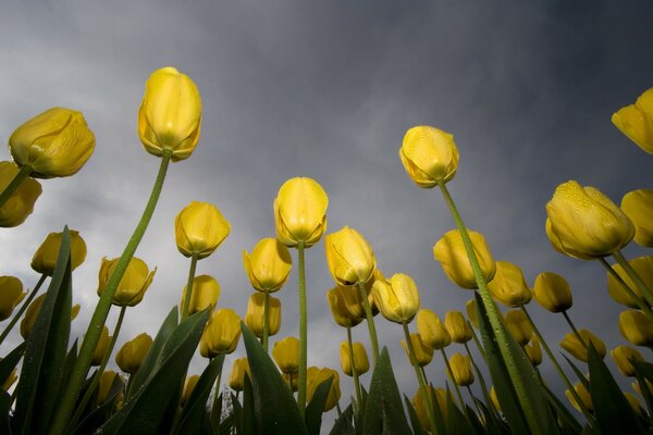 Yellow tulips on the background of clouds