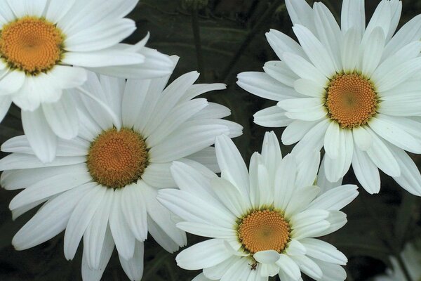 Margherite bianche con bellissimi petali